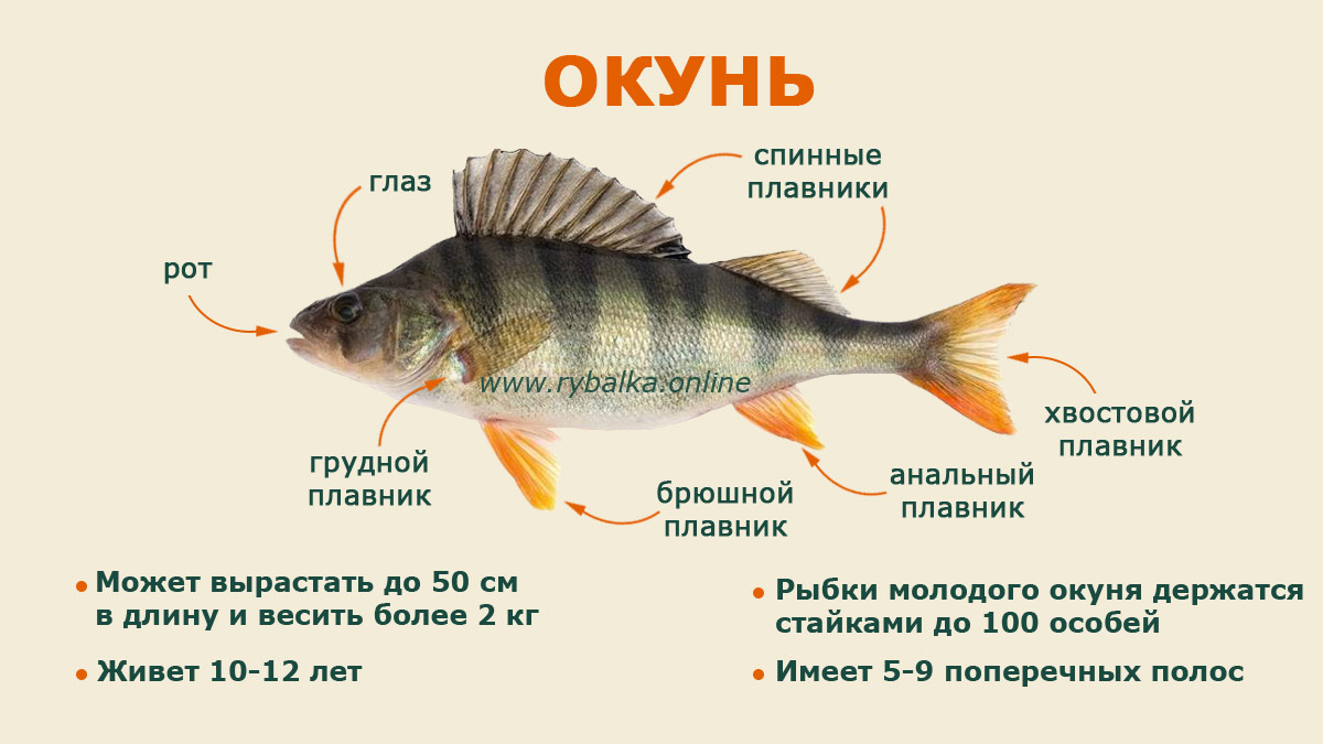  Mbfood ru